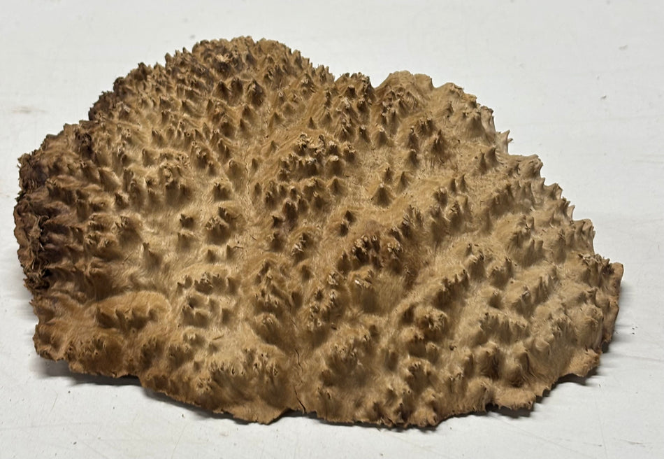 Brown Mallee Burl Blank 8" x 6" x 3" 2.1 Lbs #6333
