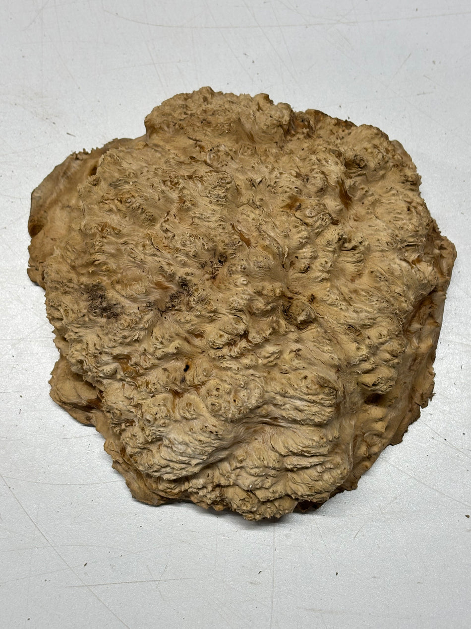 Brown Mallee Burl Blank 7" x 7" x 3" 2.6 Lbs #6334