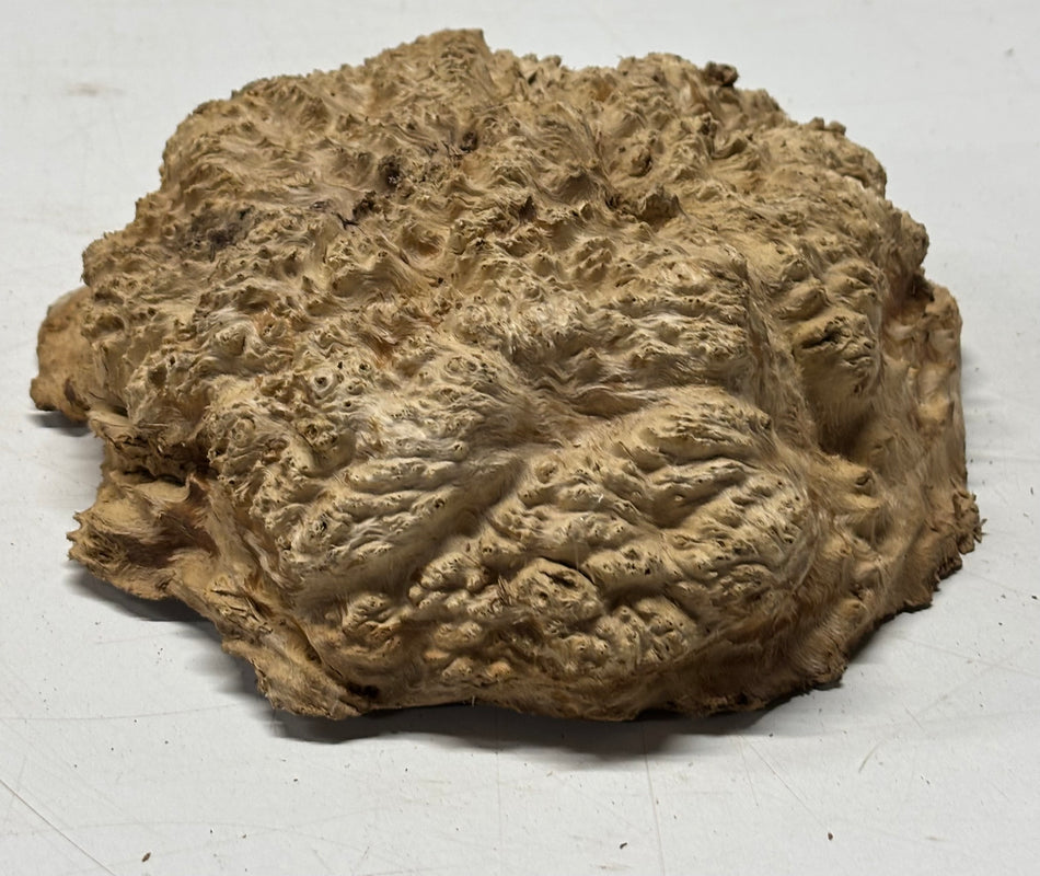 Brown Mallee Burl Blank 7" x 7" x 3" 2.6 Lbs #6334