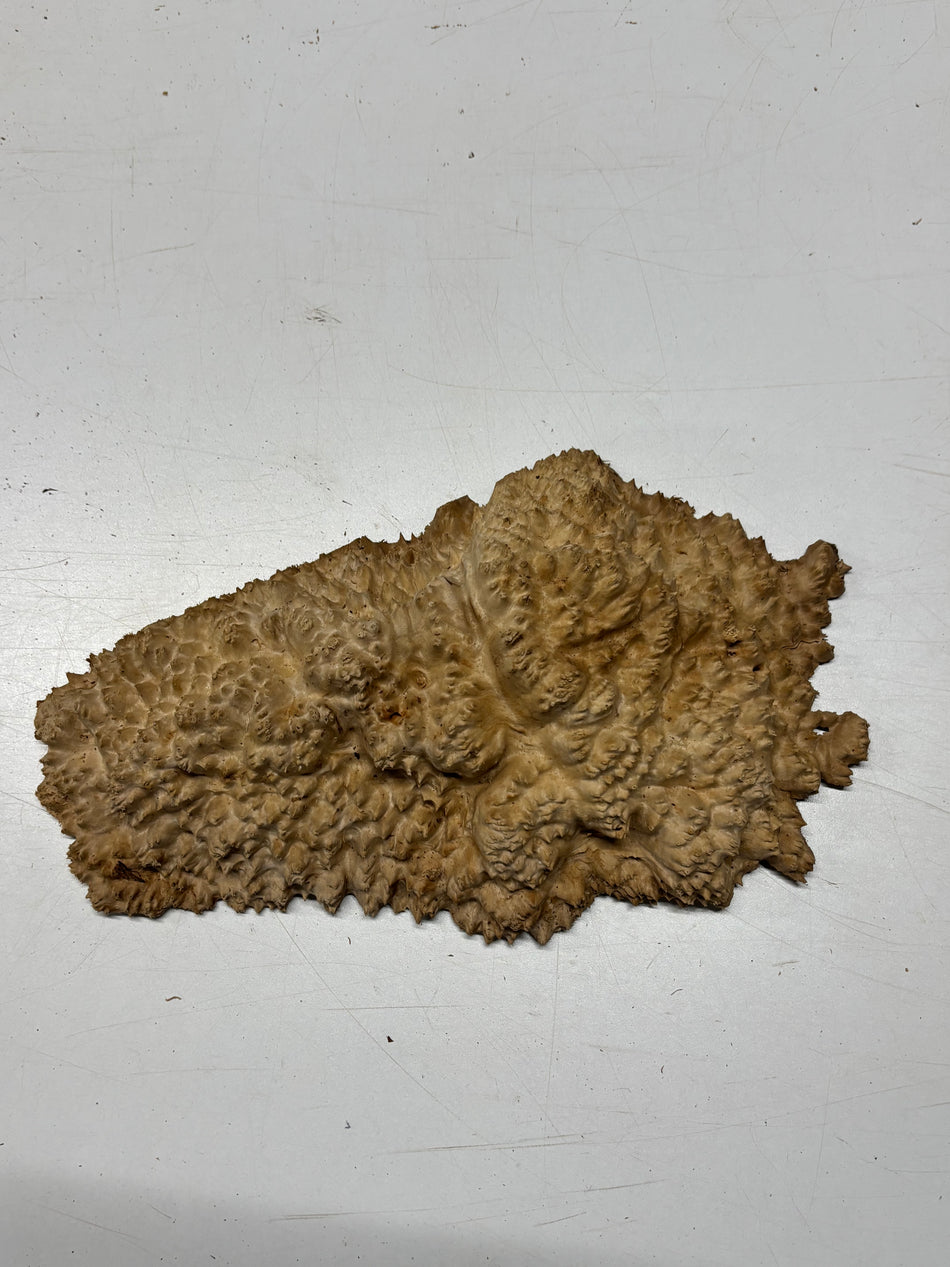 Brown Mallee Burl Blank 13" x 7" x 2" 3.1 Lbs #6335
