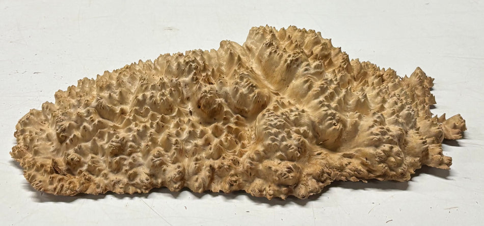 Brown Mallee Burl Blank 13" x 7" x 2" 3.1 Lbs #6335