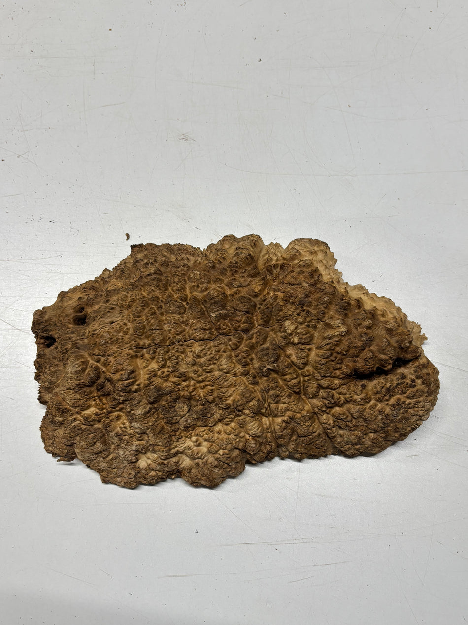 Brown Mallee Burl Blank 12" x 8" x 3" 4.9 Lbs #6336