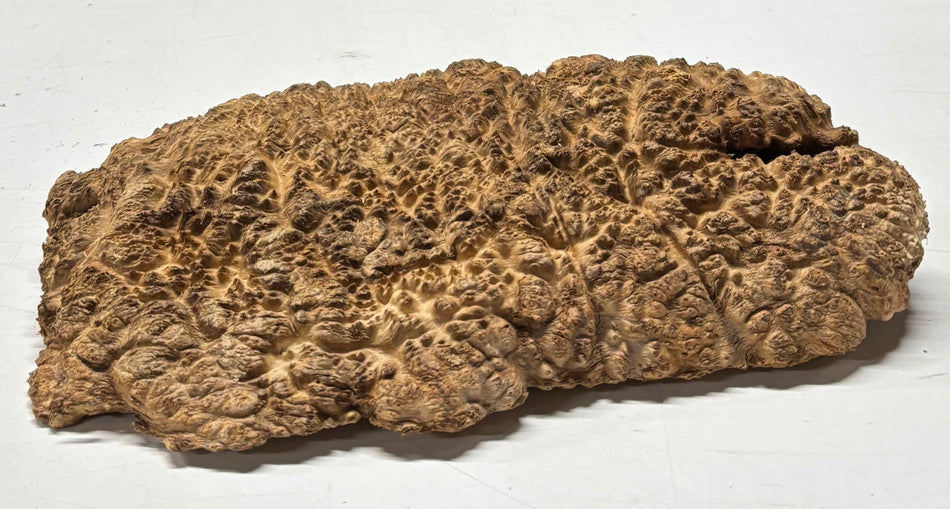 Brown Mallee Burl Blank 12" x 8" x 3" 4.9 Lbs #6336