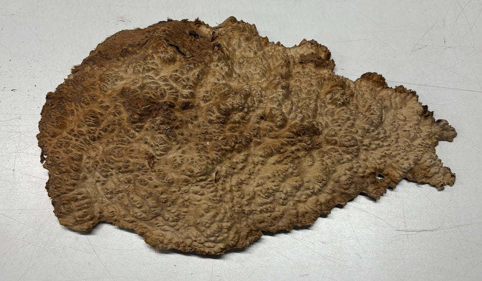 Brown Mallee Burl Blank 16" x 10" x 1.5" 5 Lbs #6337