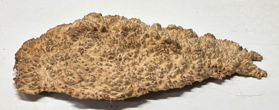 Brown Mallee Burl Blank 16" x 10" x 1.5" 5 Lbs #6337