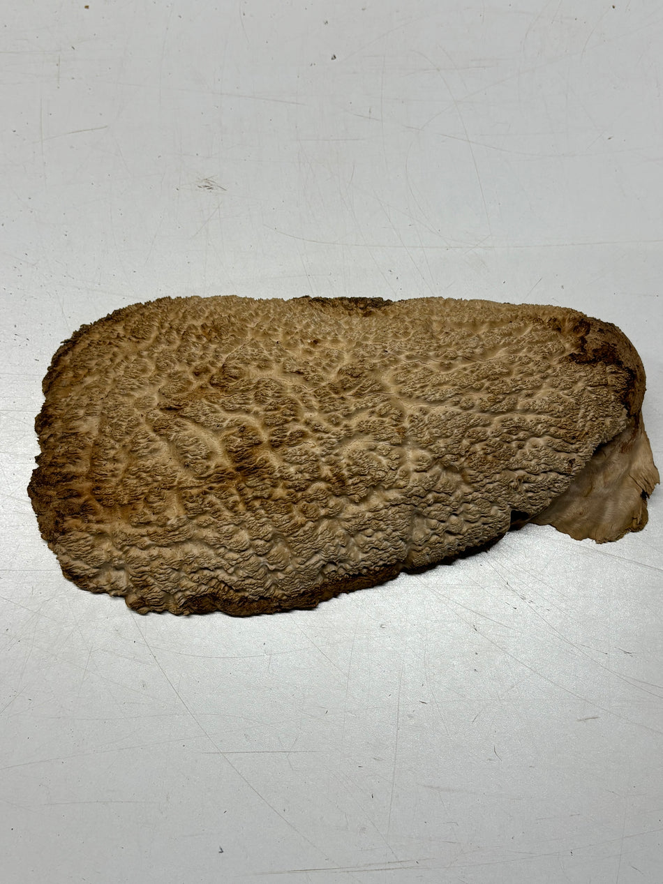 Brown Mallee Burl Blank 12" x 6" x 2" 4.4 Lbs #6338