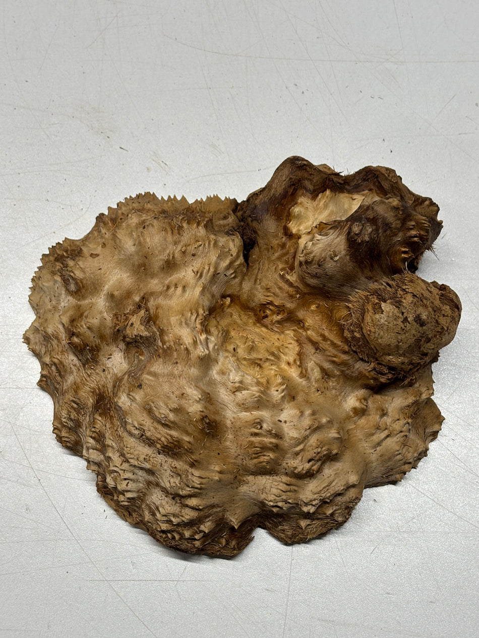 Brown Mallee Burl Blank 7.5" x 7" x 2" 2.4 Lbs #6339