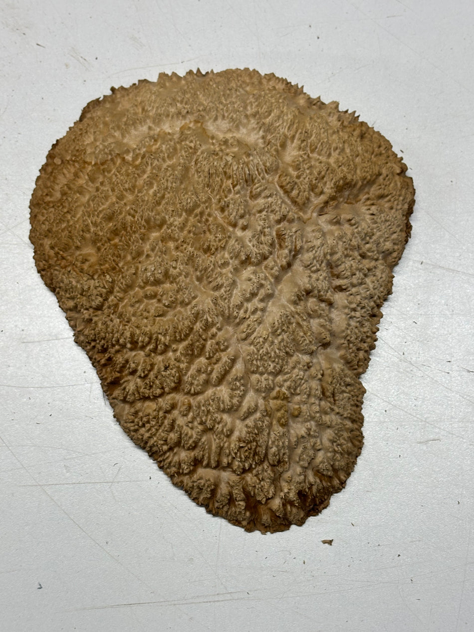 Brown Mallee Burl Blank 8" x 7" x 2" 1.8 Lbs #6340