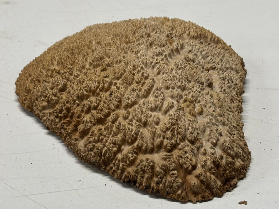 Brown Mallee Burl Blank 8" x 7" x 2" 1.8 Lbs #6340