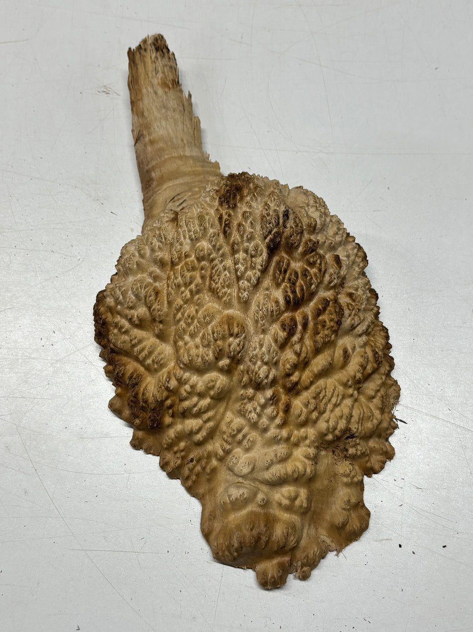 Brown Mallee Burl Blank 9" x 7" x 3" 2.5 Lbs #6341