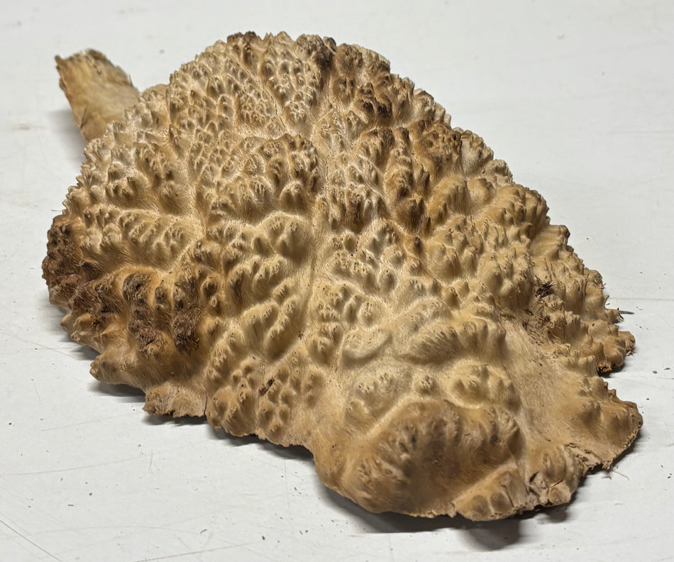 Brown Mallee Burl Blank 9" x 7" x 3" 2.5 Lbs #6341