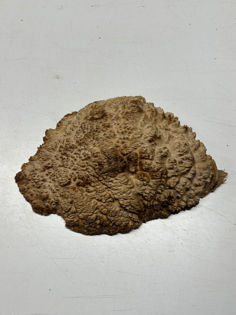 Brown Mallee Burl Blank 11" x 8.5" x 2" 4.2 Lbs #6342
