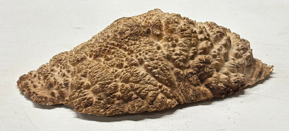 Brown Mallee Burl Blank 11" x 8.5" x 2" 4.2 Lbs #6342