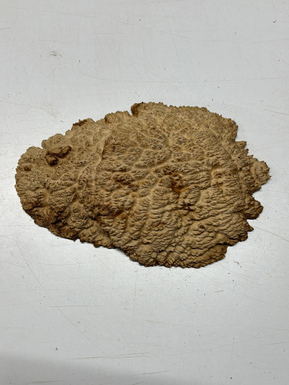 Brown Mallee Burl Blank 11" x 7" x 1.5" 2.6 Lbs #6343
