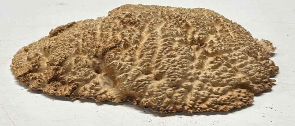 Brown Mallee Burl Blank 11" x 7" x 1.5" 2.6 Lbs #6343