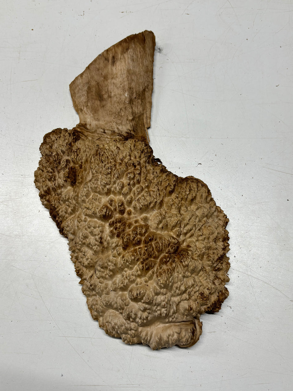 Brown Mallee Burl Blank 14" x 7.5" x 2" 4.1 Lbs #6344