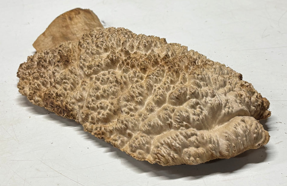 Brown Mallee Burl Blank 14" x 7.5" x 2" 4.1 Lbs #6344