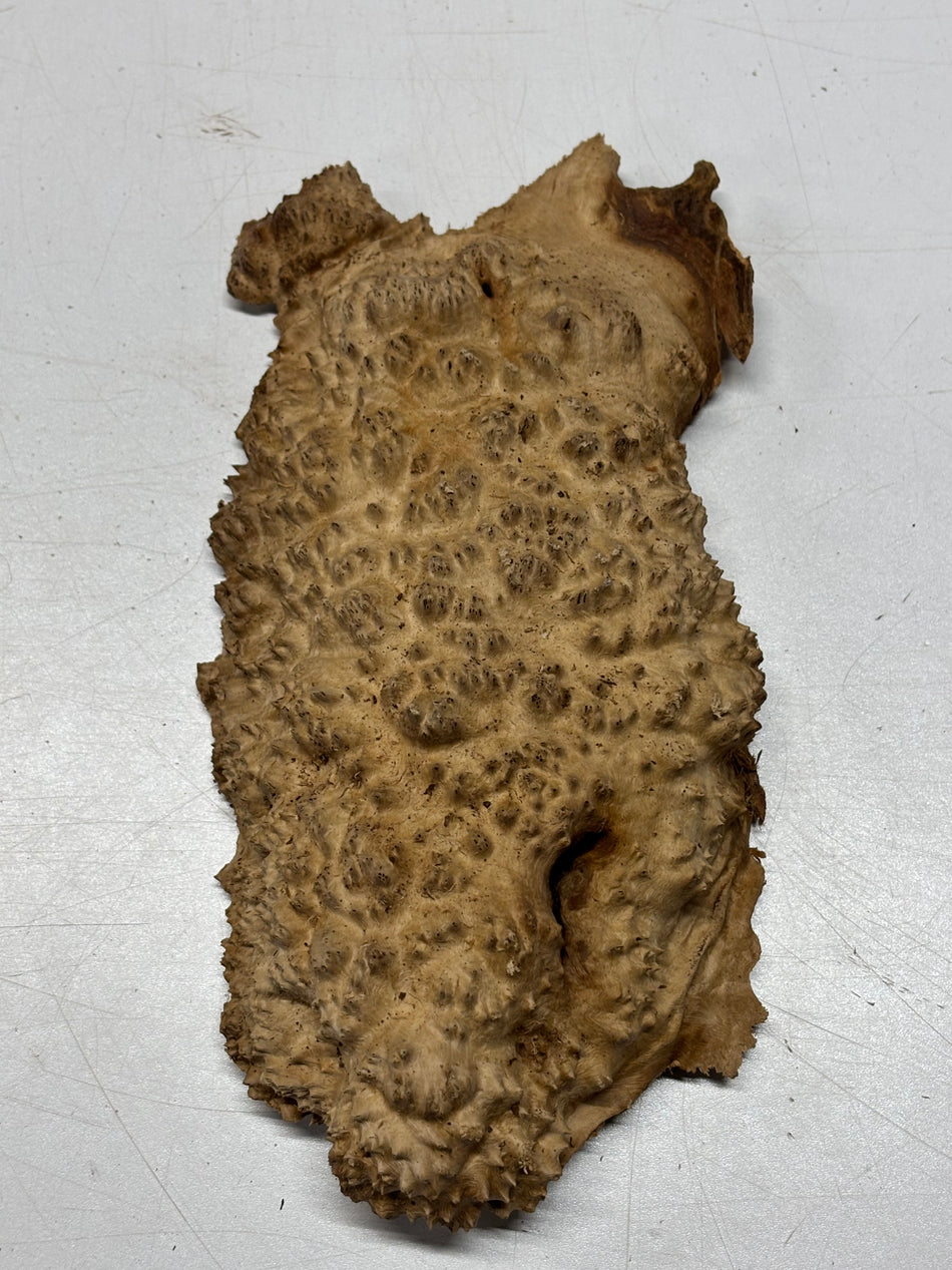 Brown Mallee Burl Blank 10" x 5" x 1.2" 2.1 Lbs #6345