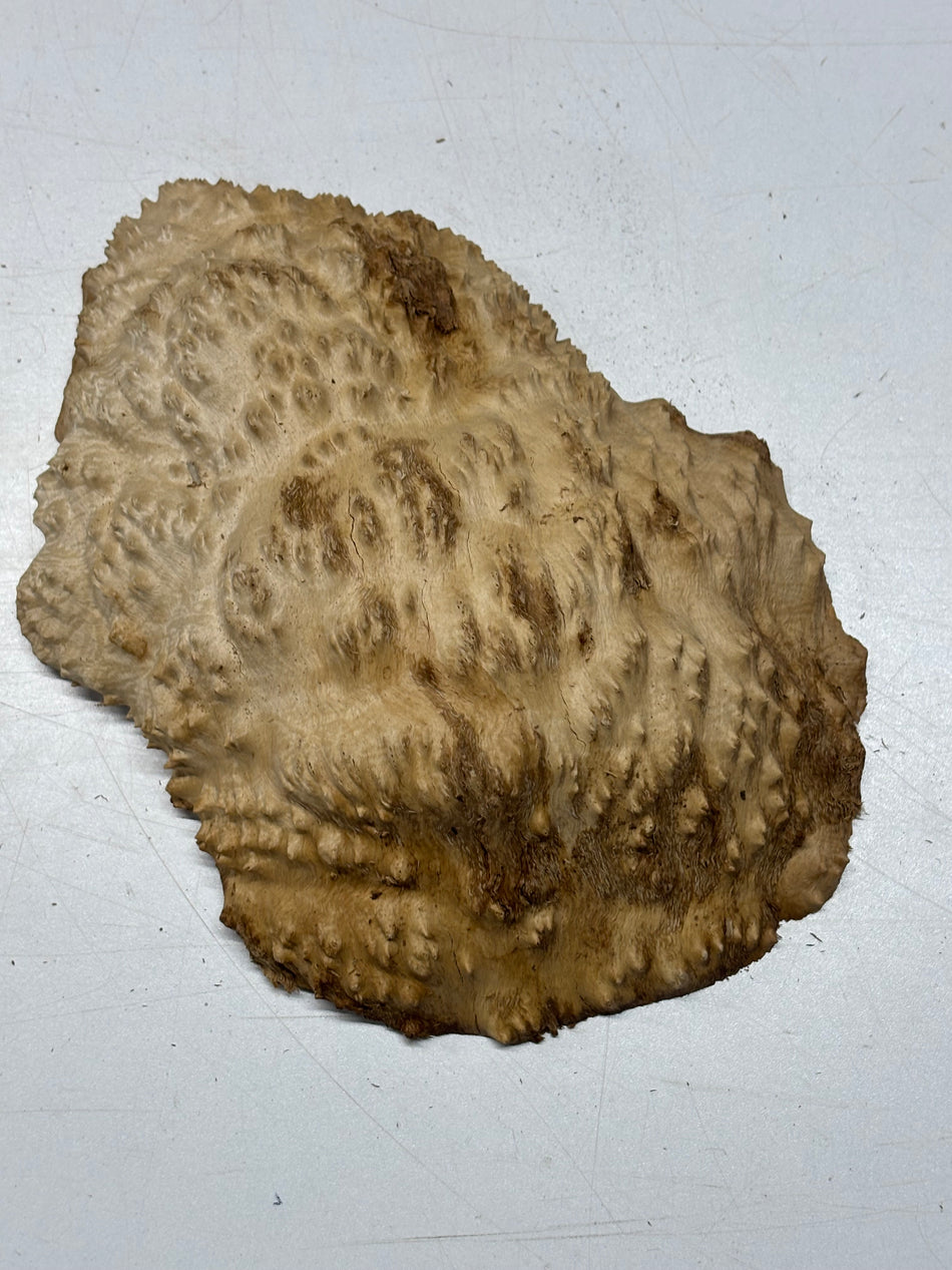 Brown Mallee Burl Blank 9" x 7" x 2" 2.9 Lbs #6346