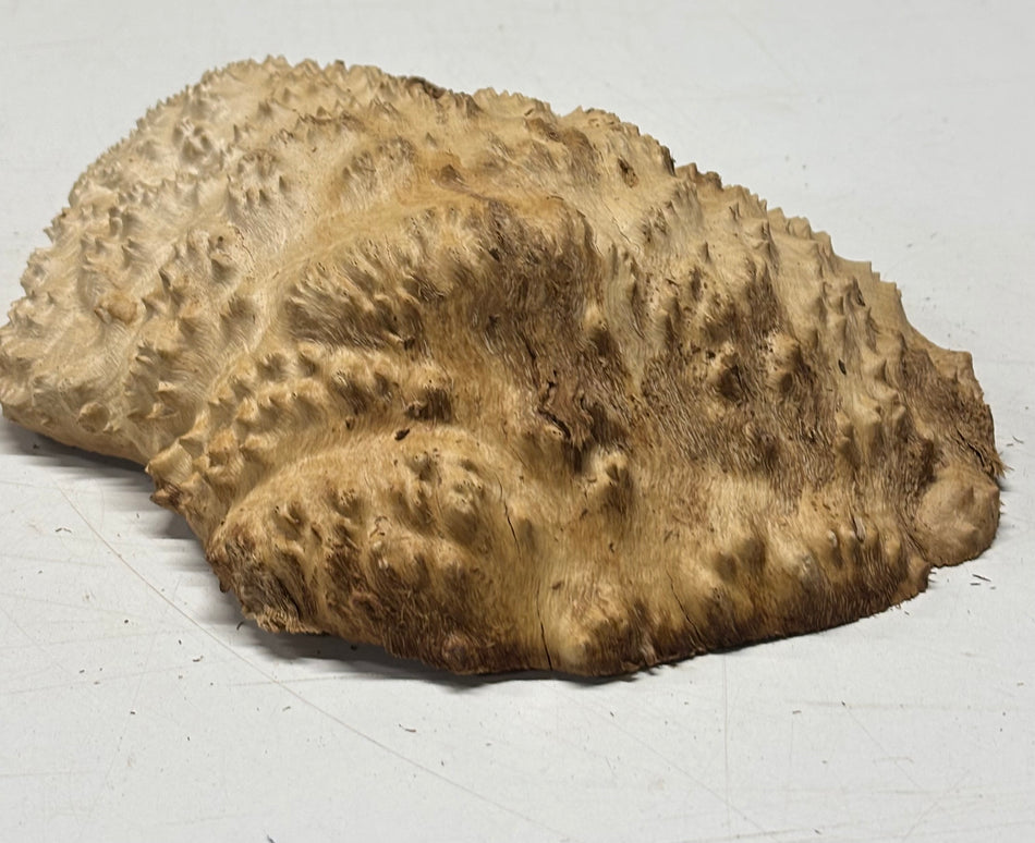 Brown Mallee Burl Blank 9" x 7" x 2" 2.9 Lbs #6346