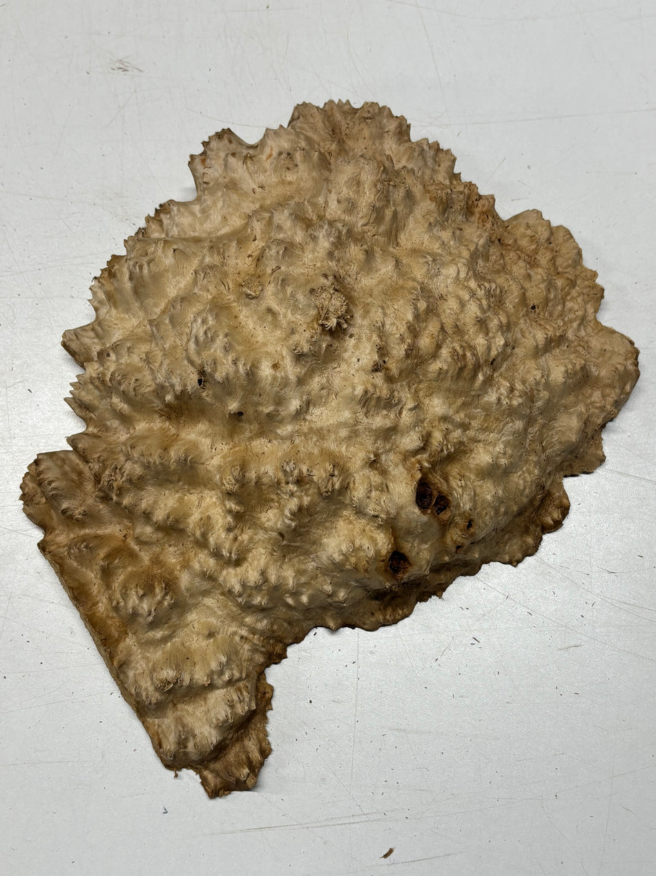 Brown Mallee Burl Blank 11" x 9" x 2" 4.4 Lbs #6347