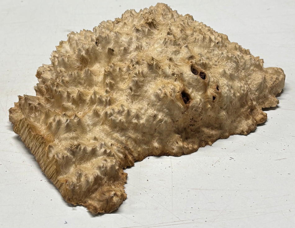 Brown Mallee Burl Blank 11" x 9" x 2" 4.4 Lbs #6347
