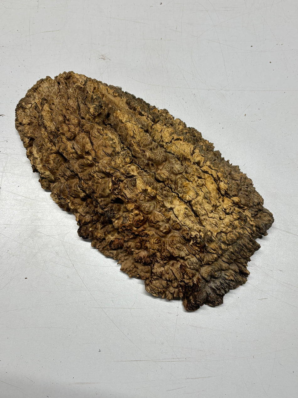 Brown Mallee Burl Blank 13" x 7" x 2" 3.4 Lbs #6348