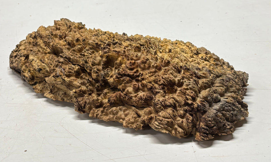 Brown Mallee Burl Blank 13" x 7" x 2" 3.4 Lbs #6348