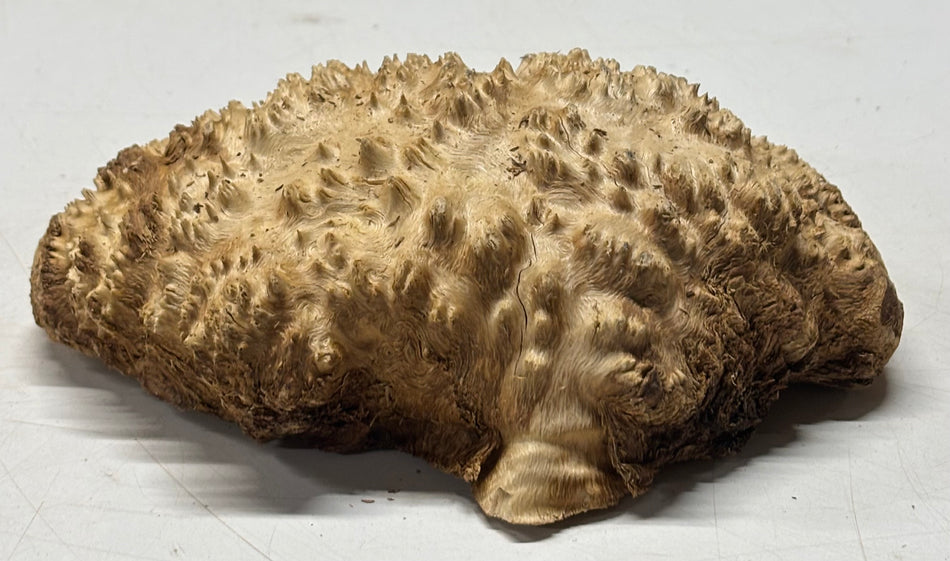 Brown Mallee Burl Blank 7" x 5" x 3" 1.6 Lbs #6350