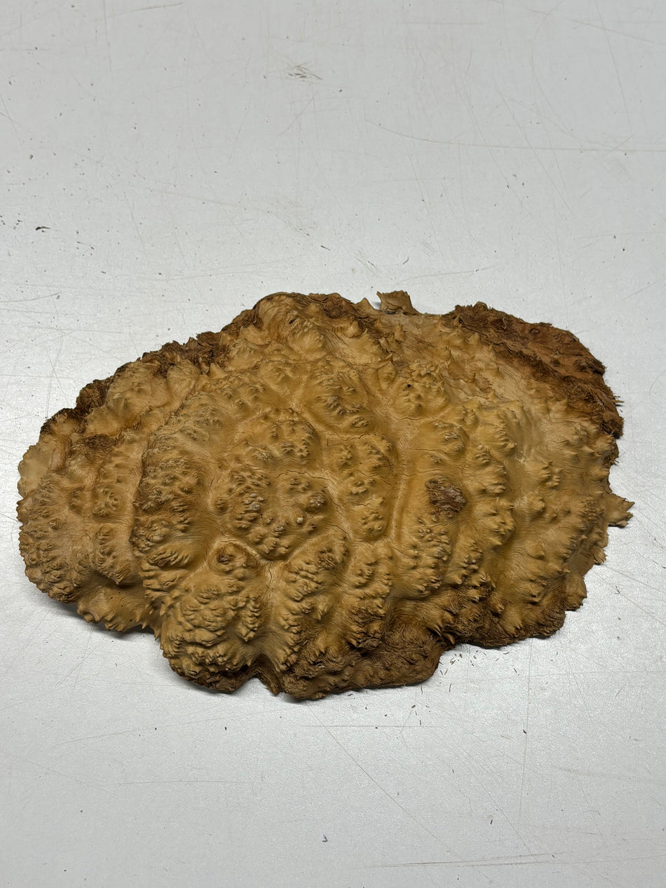 Brown Mallee Burl Blank 10" x 7" x 2" 2.5 Lbs #6351