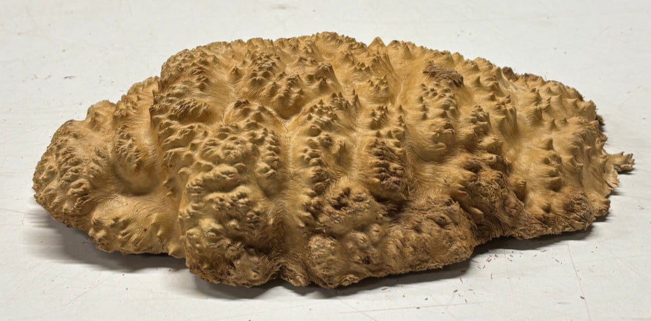 Brown Mallee Burl Blank 10" x 7" x 2" 2.5 Lbs #6351