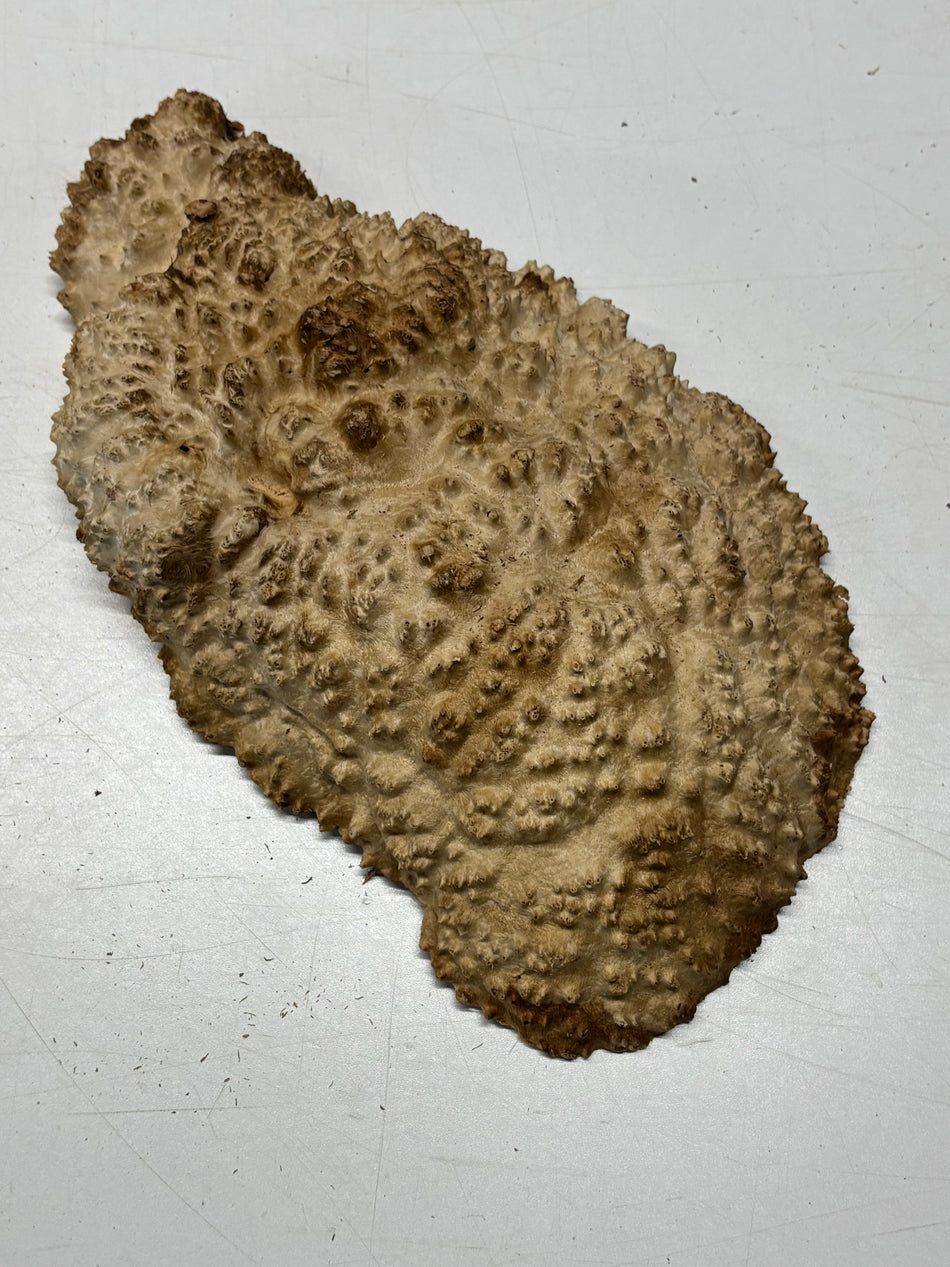 Brown Mallee Burl Blank 12.5" x 7.5" x 3" 4.8 Lbs #6352