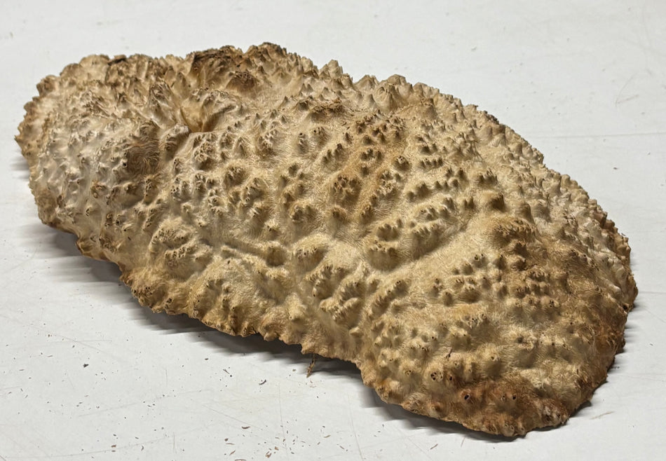 Brown Mallee Burl Blank 12.5" x 7.5" x 3" 4.8 Lbs #6352