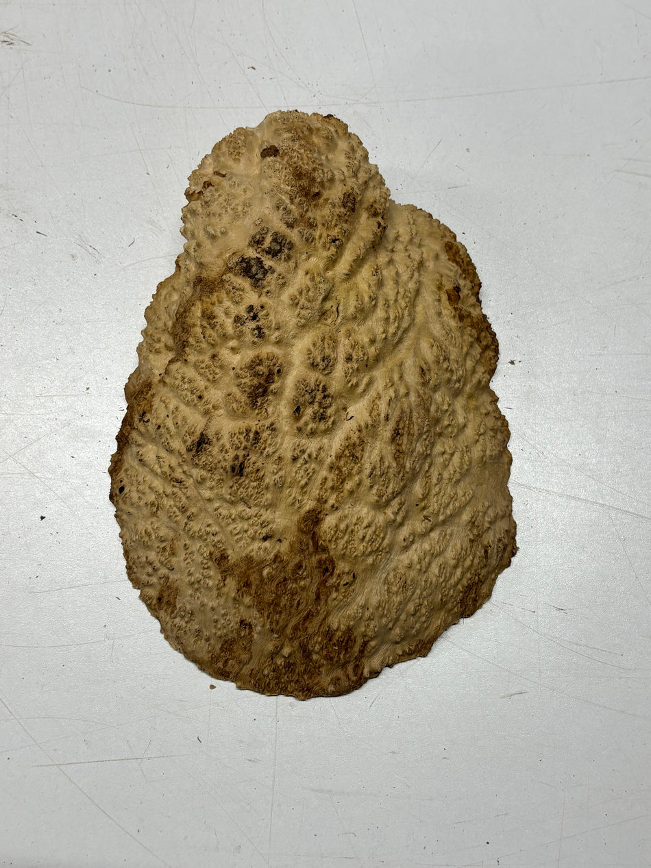 Brown Mallee Burl Blank 8" x 6" x 2" 2.1 Lbs #6353