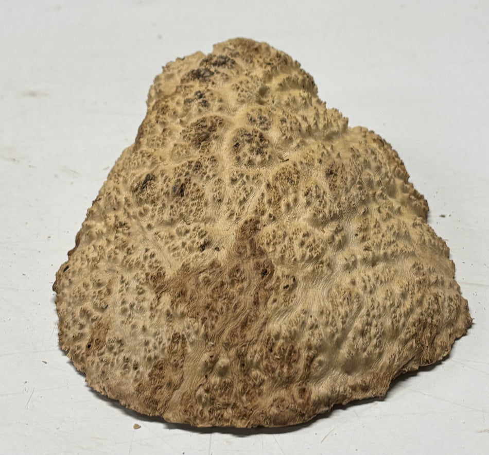 Brown Mallee Burl Blank 8" x 6" x 2" 2.1 Lbs #6353