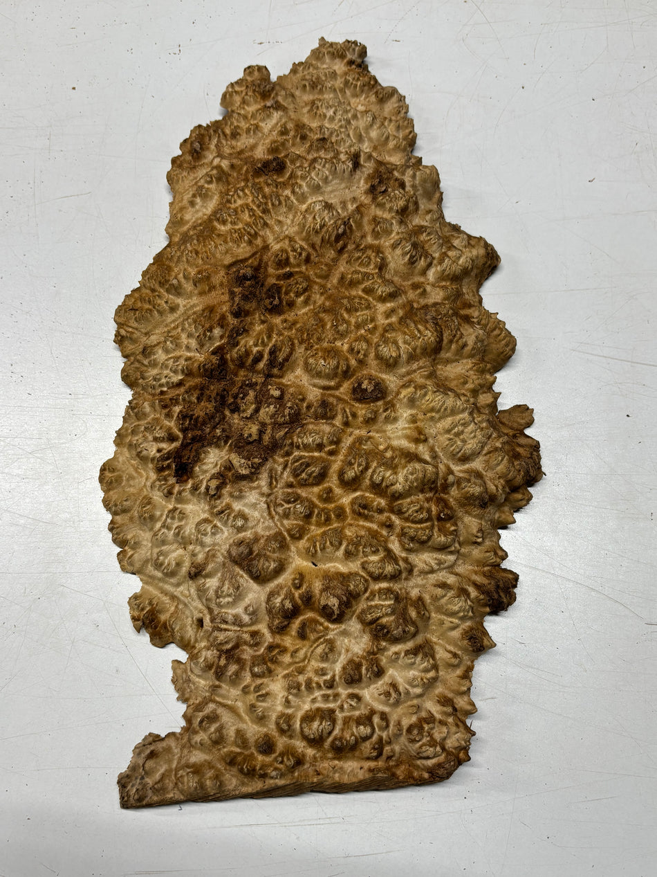 Brown Mallee Burl Blank 18" x 10" x 1.5" 4.6 Lbs #6354