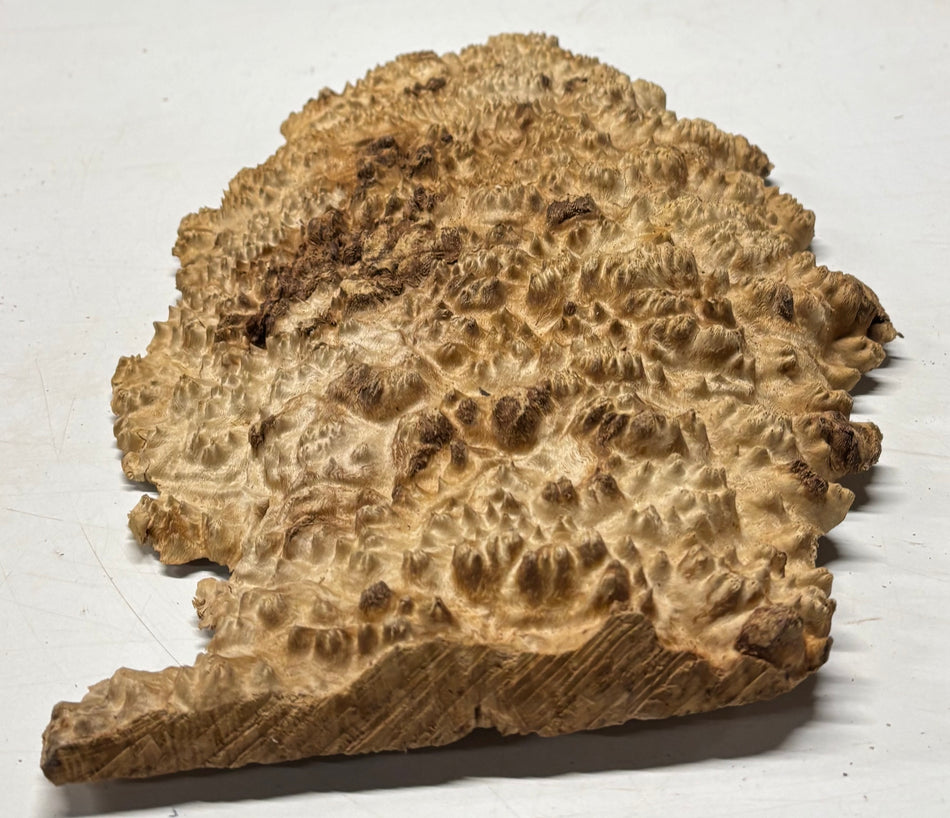 Brown Mallee Burl Blank 18" x 10" x 1.5" 4.6 Lbs #6354