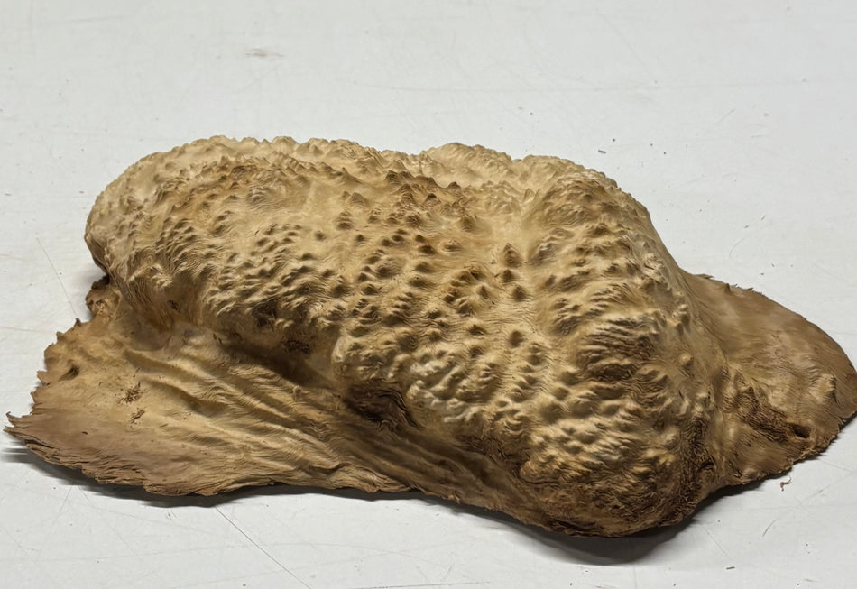 Brown Mallee Burl Blank 9" x 7" x 2" 2.3 Lbs #6355