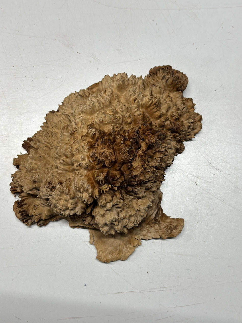 Brown Mallee Burl Blank 9" x 6" x 3" 2 Lbs #6356