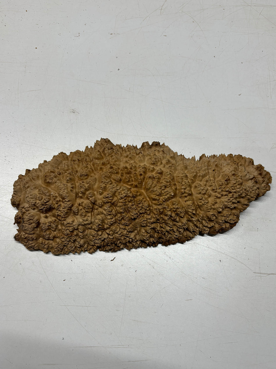 Brown Mallee Burl Blank 15" x 7" x 2" 3.7 Lbs #6357