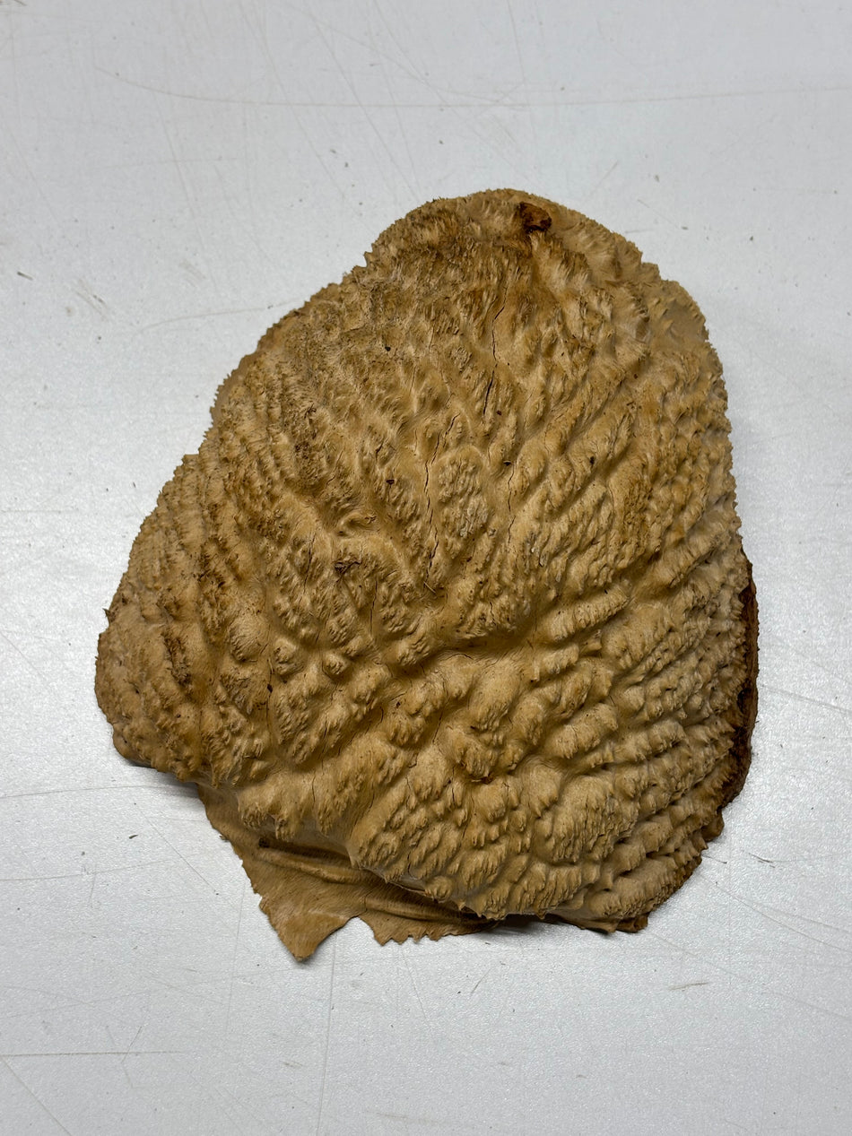 Brown Mallee Burl Blank 7" x 6" x 3" 2.6 Lbs #6358