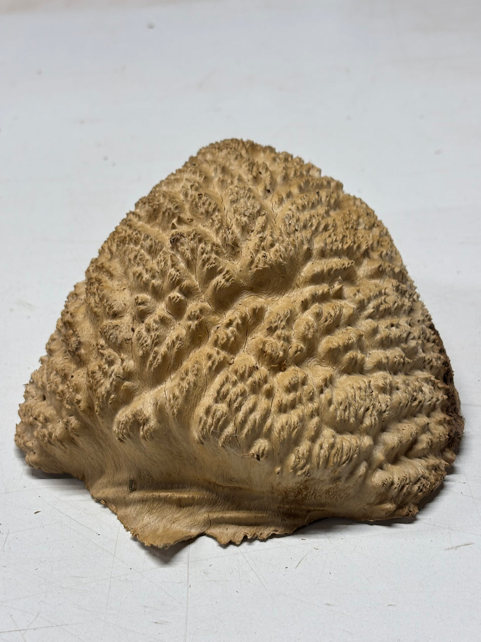 Brown Mallee Burl Blank 7" x 6" x 3" 2.6 Lbs #6358