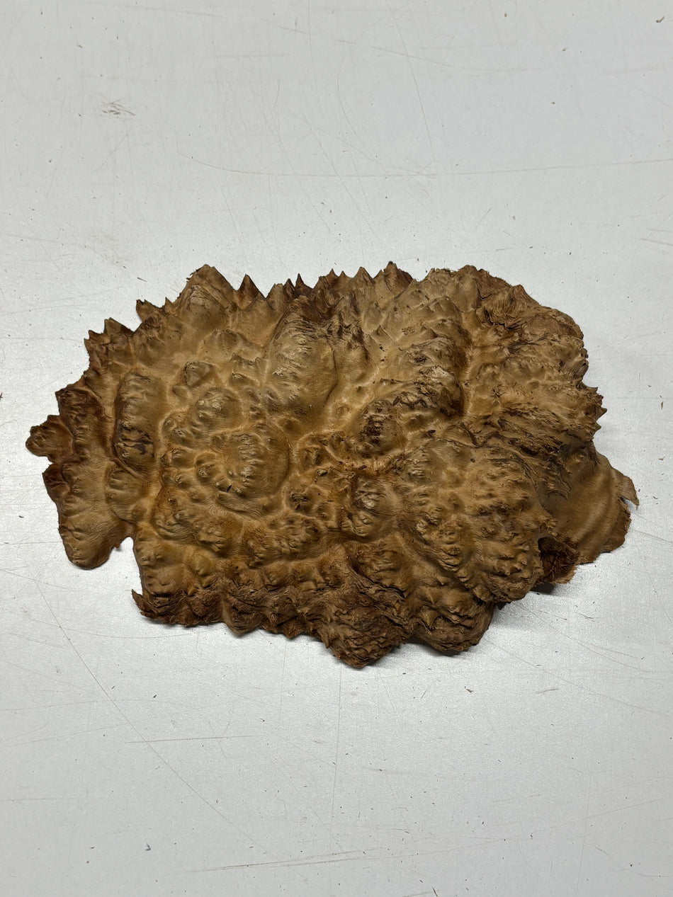Brown Mallee Burl Blank 10" x 7" x 1.5" 2.5 Lbs #6359