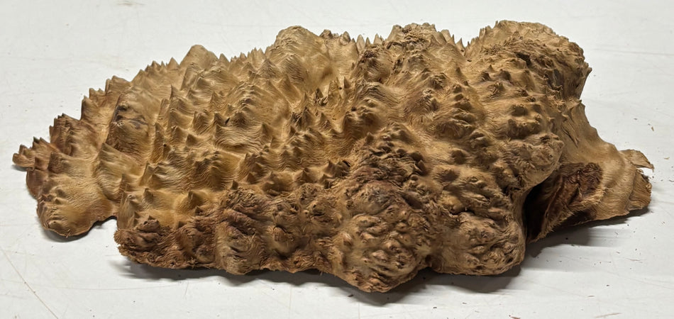 Brown Mallee Burl Blank 10" x 7" x 1.5" 2.5 Lbs #6359