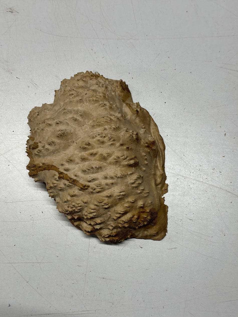 Brown Mallee Burl Blank 8" x 5" x 3" 2 Lbs #6360