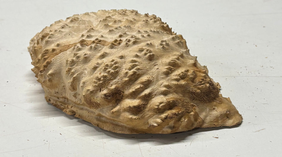 Brown Mallee Burl Blank 8" x 5" x 3" 2 Lbs #6360