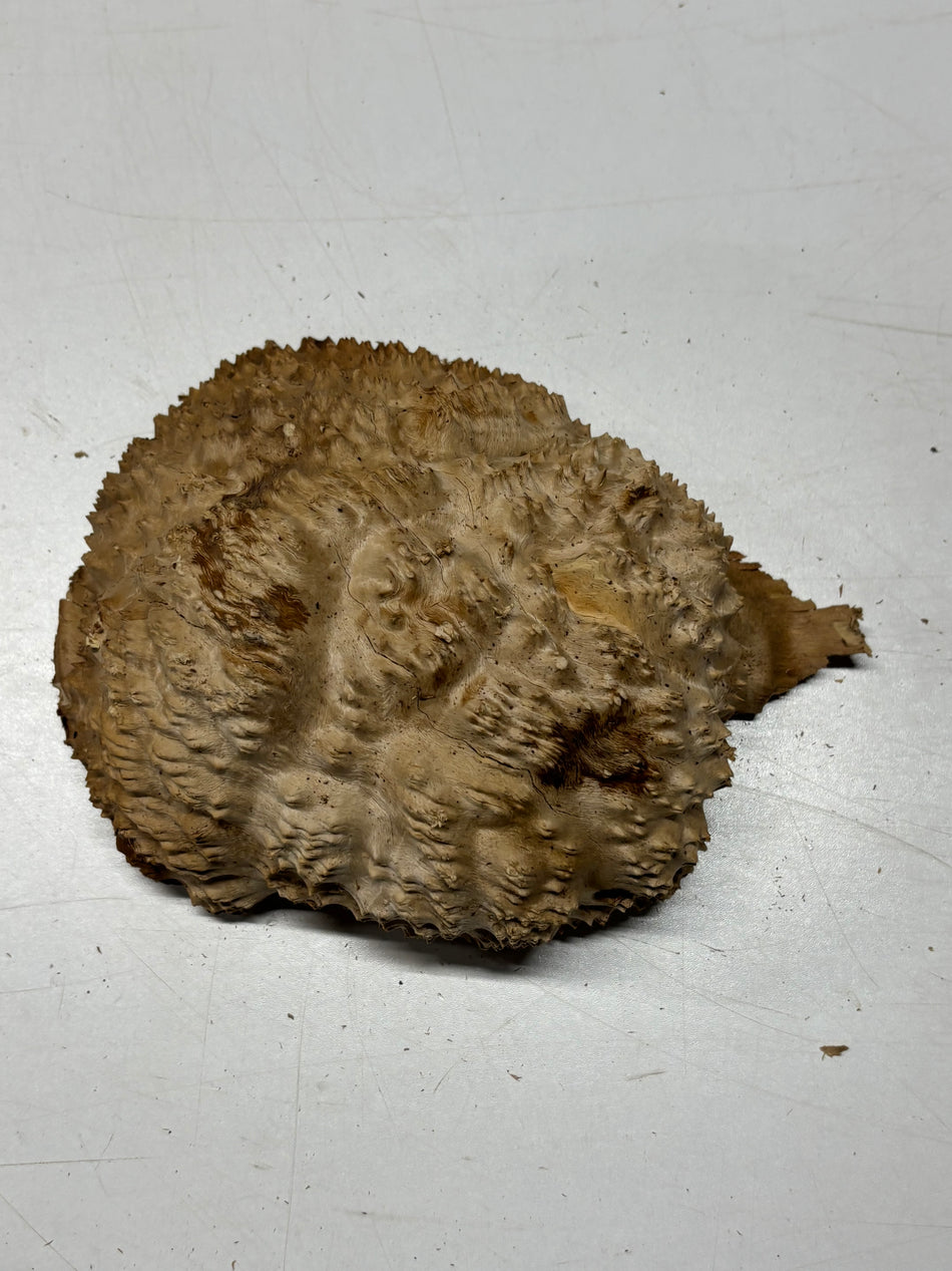 Brown Mallee Burl Blank 7" x 6" x 3" 3.1 Lbs #6361