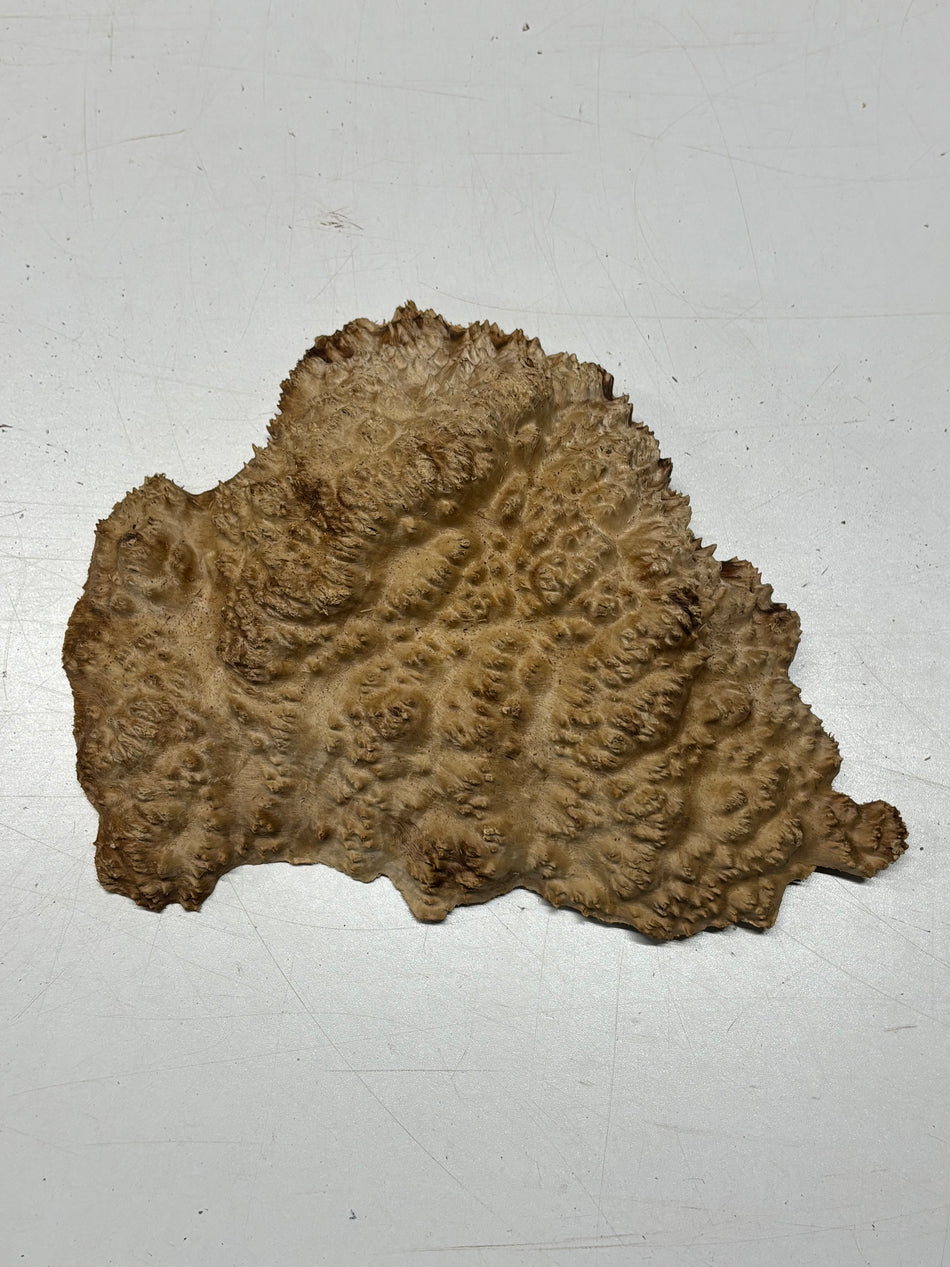 Brown Mallee Burl Blank 9" x 7" x 1" 2.8 Lbs #6362
