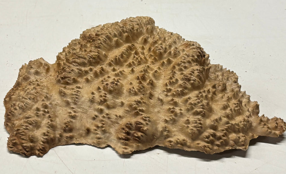Brown Mallee Burl Blank 9" x 7" x 1" 2.8 Lbs #6362