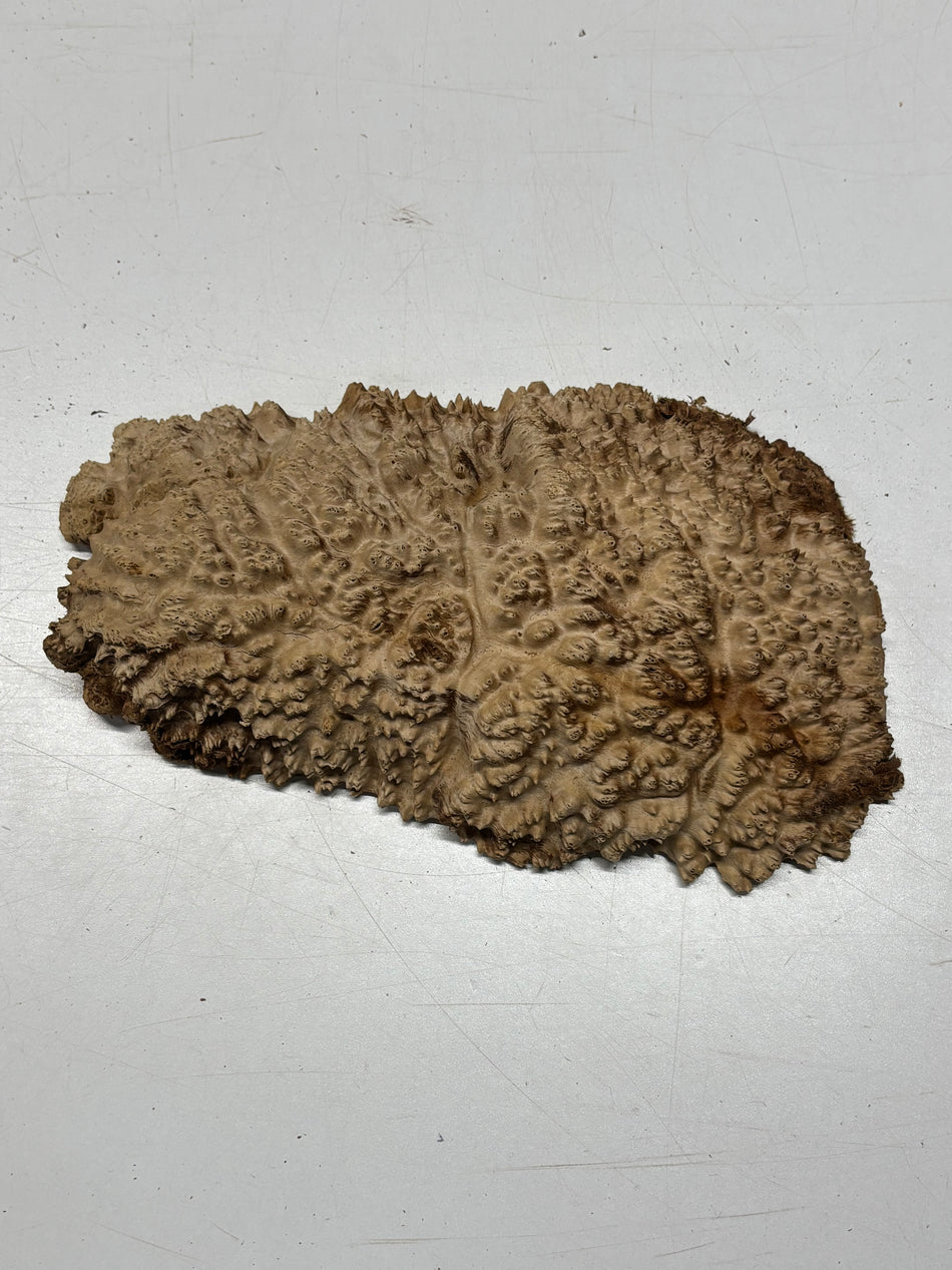 Brown Mallee Burl Blank 12" x 6" x 2.5" 3.5 Lbs #6363